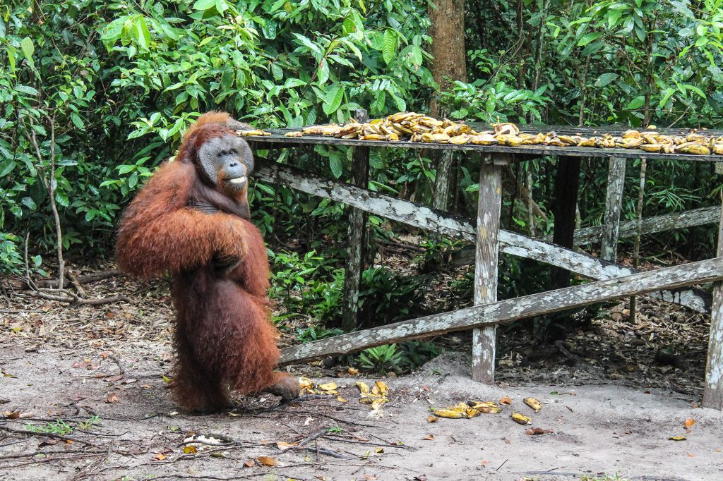 orangutanes-en-borneo-12