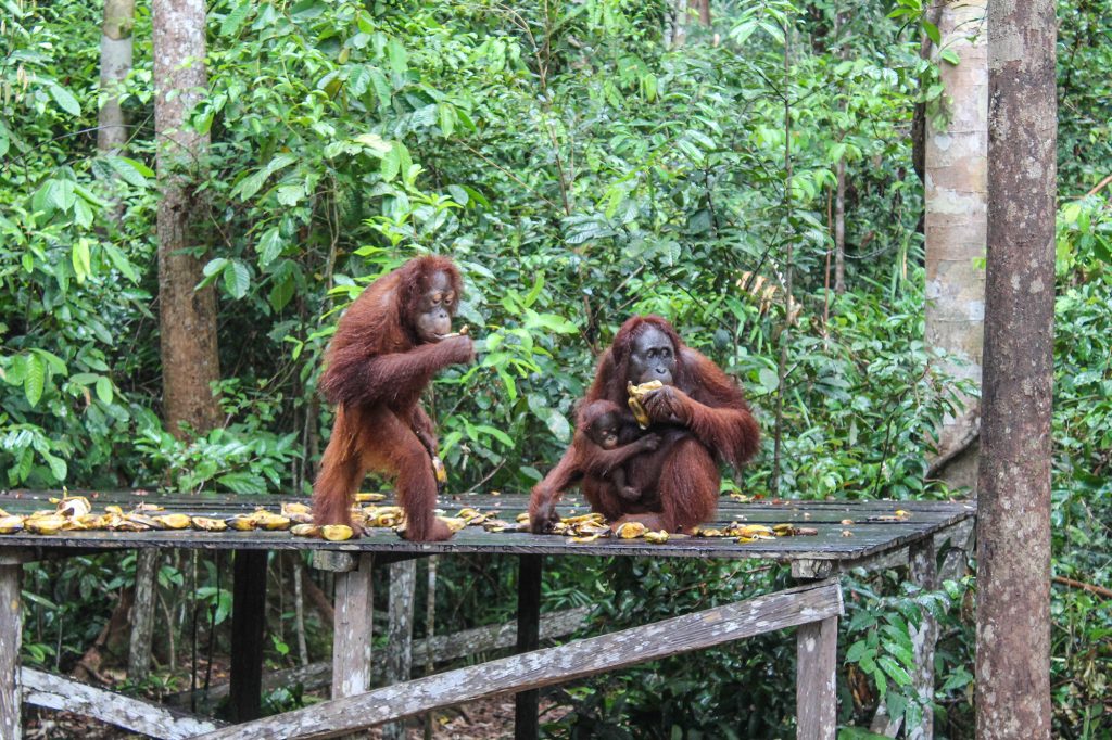 orangutanes-en-borneo-15