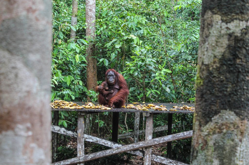orangutanes-en-borneo-16
