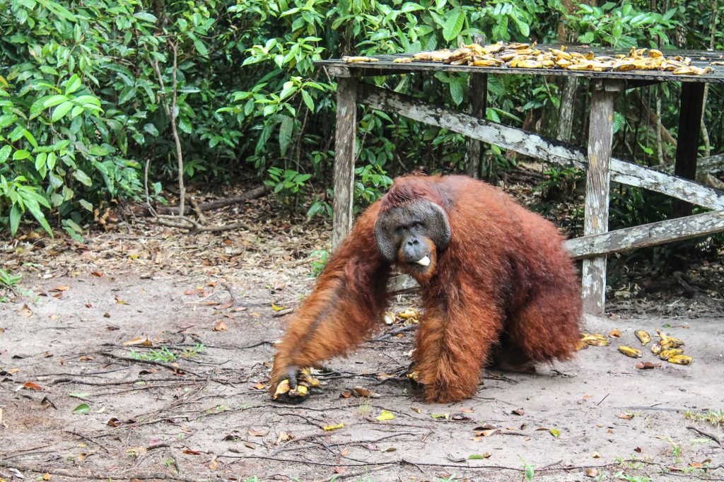 orangutanes-en-borneo-18