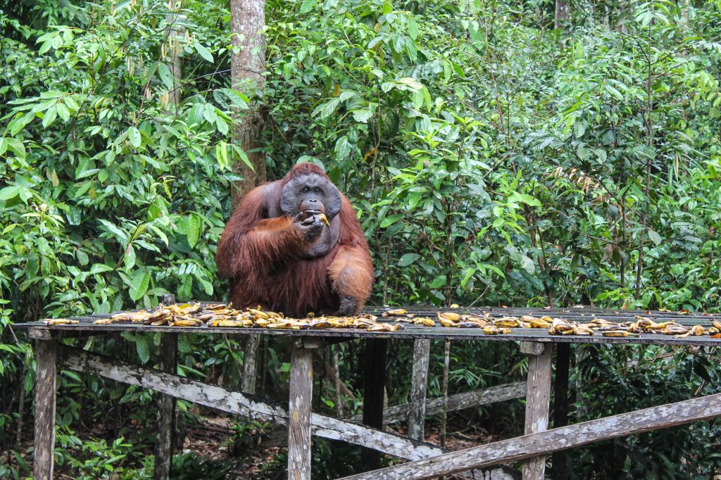 orangutanes-en-borneo-20