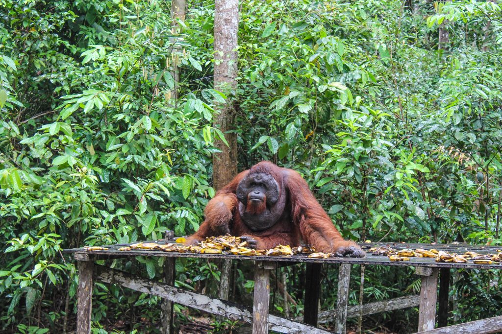 orangutanes-en-borneo-21