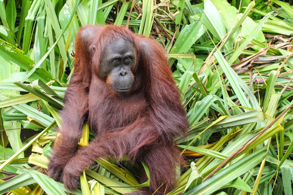 orangutanes-en-borneo-25