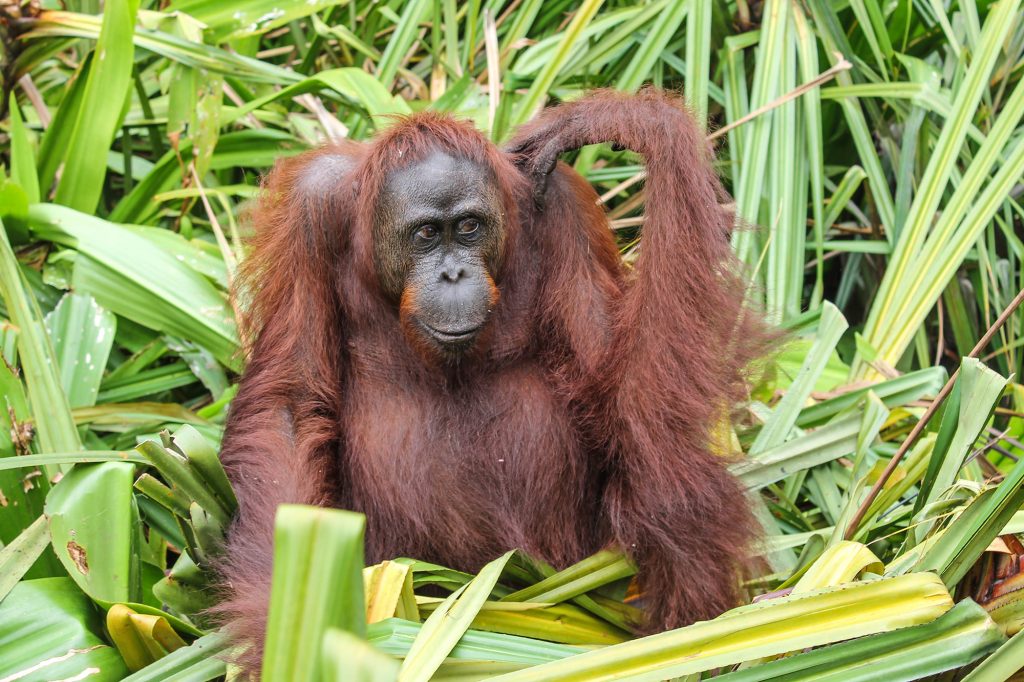 orangutanes-en-borneo-26