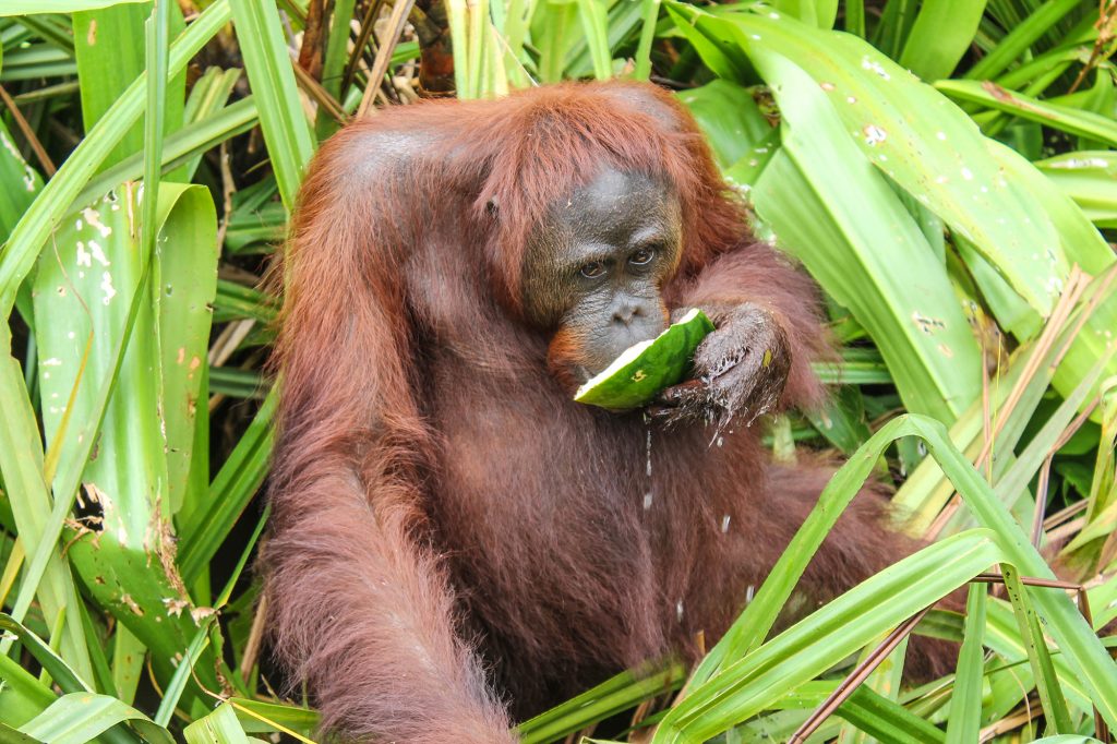 orangutanes-en-borneo-30