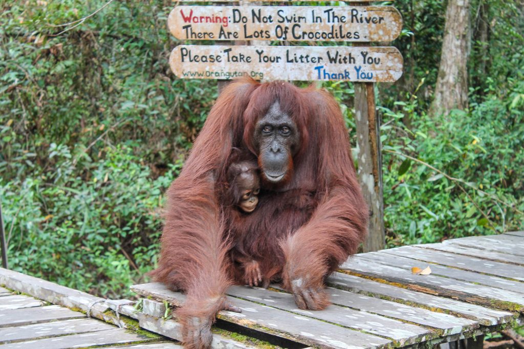 orangutanes-en-borneo-34