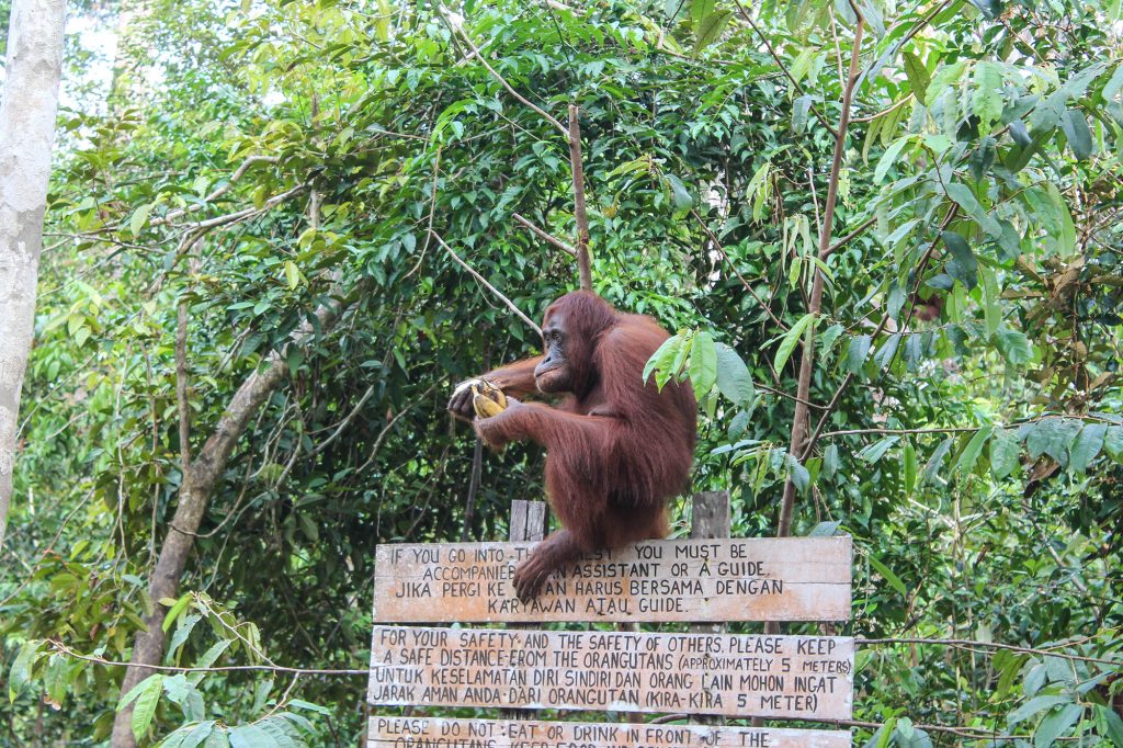 orangutanes-en-borneo-42