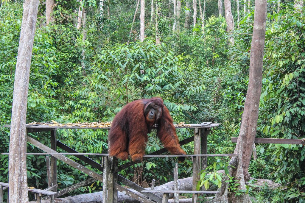 orangutanes-en-borneo-43