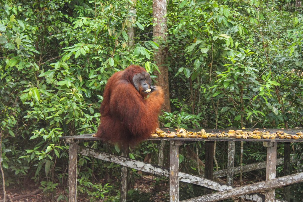 orangutanes-en-borneo-8