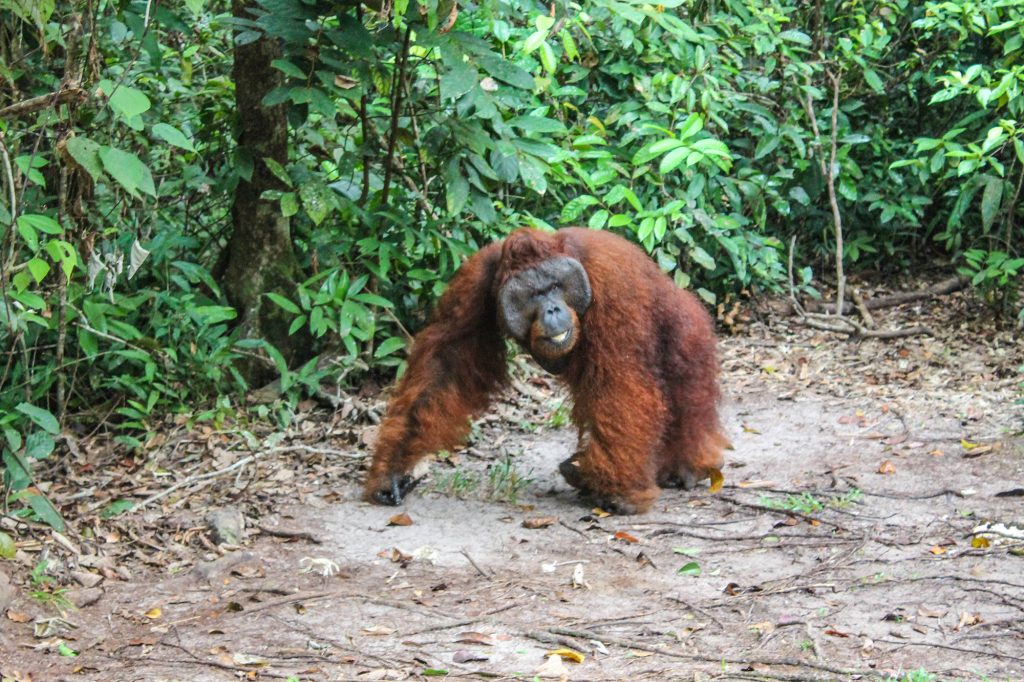 orangutanes-en-borneo-9