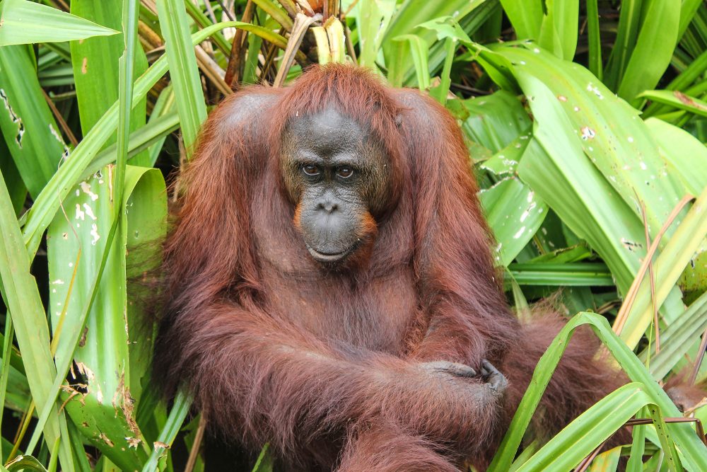 Borneo Orangutanes en Borneo