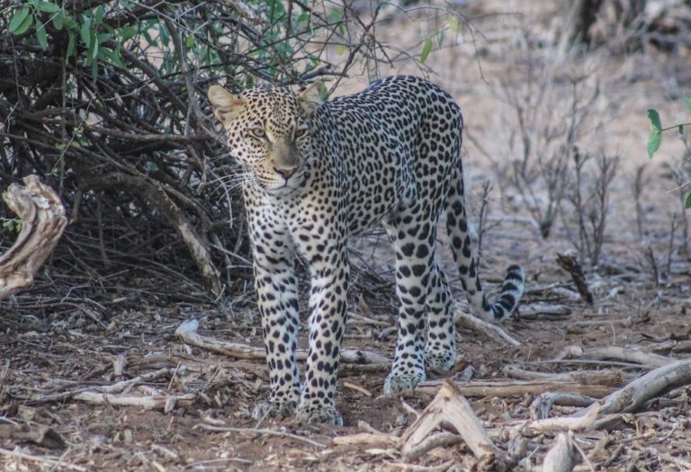 Presupuesto de viaje a Kenia y Tanzania
