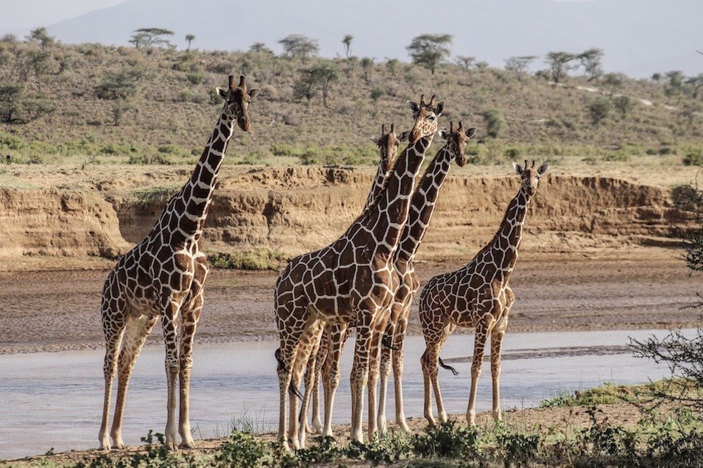 Kenia Safari por libre