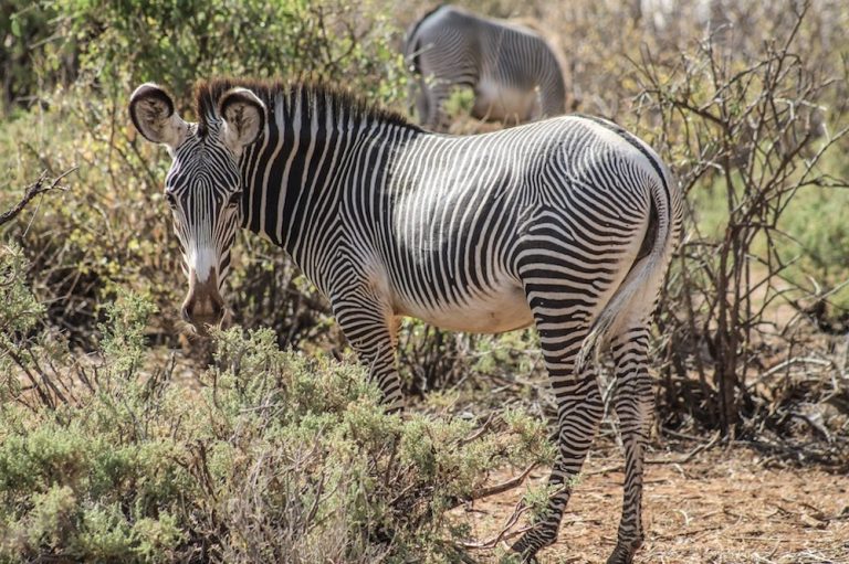 Ruta de viaje a Kenia y Zanzibar