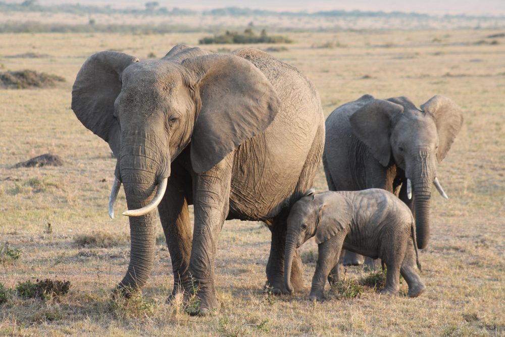 Preparativos de viaje a Kenia
