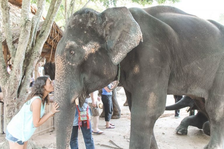 Maltrato animal en Tailandia
