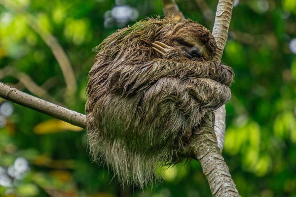Parque Nacional Manuel Antonio-14 Que ver y hacer en Costa Rica
